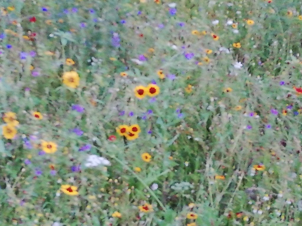 Adendorf ist nicht nur grün sondern bunt