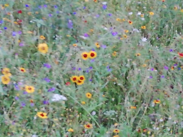 Adendorf ist nicht nur grün sondern bunt