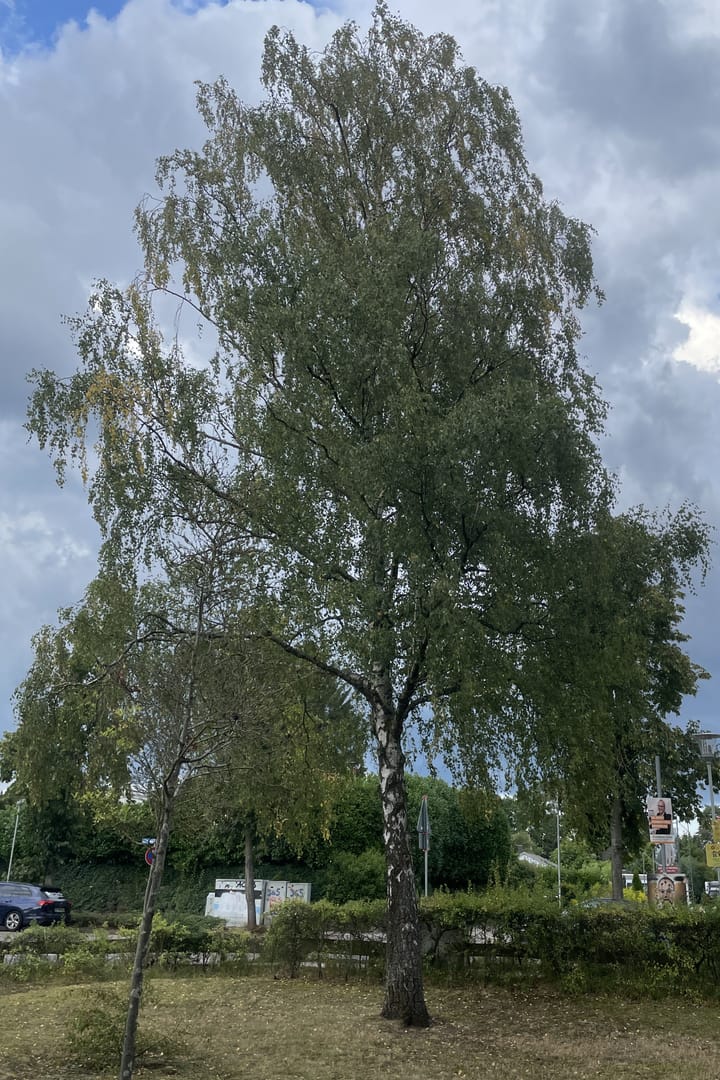 Gestern tagte der Ausschuss für Umwelt, Ortsentwicklung und Bauen